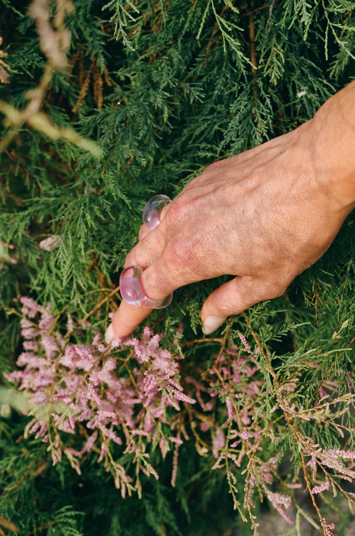 Isabella Rose Ring