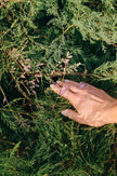 Isabella Rose Ring