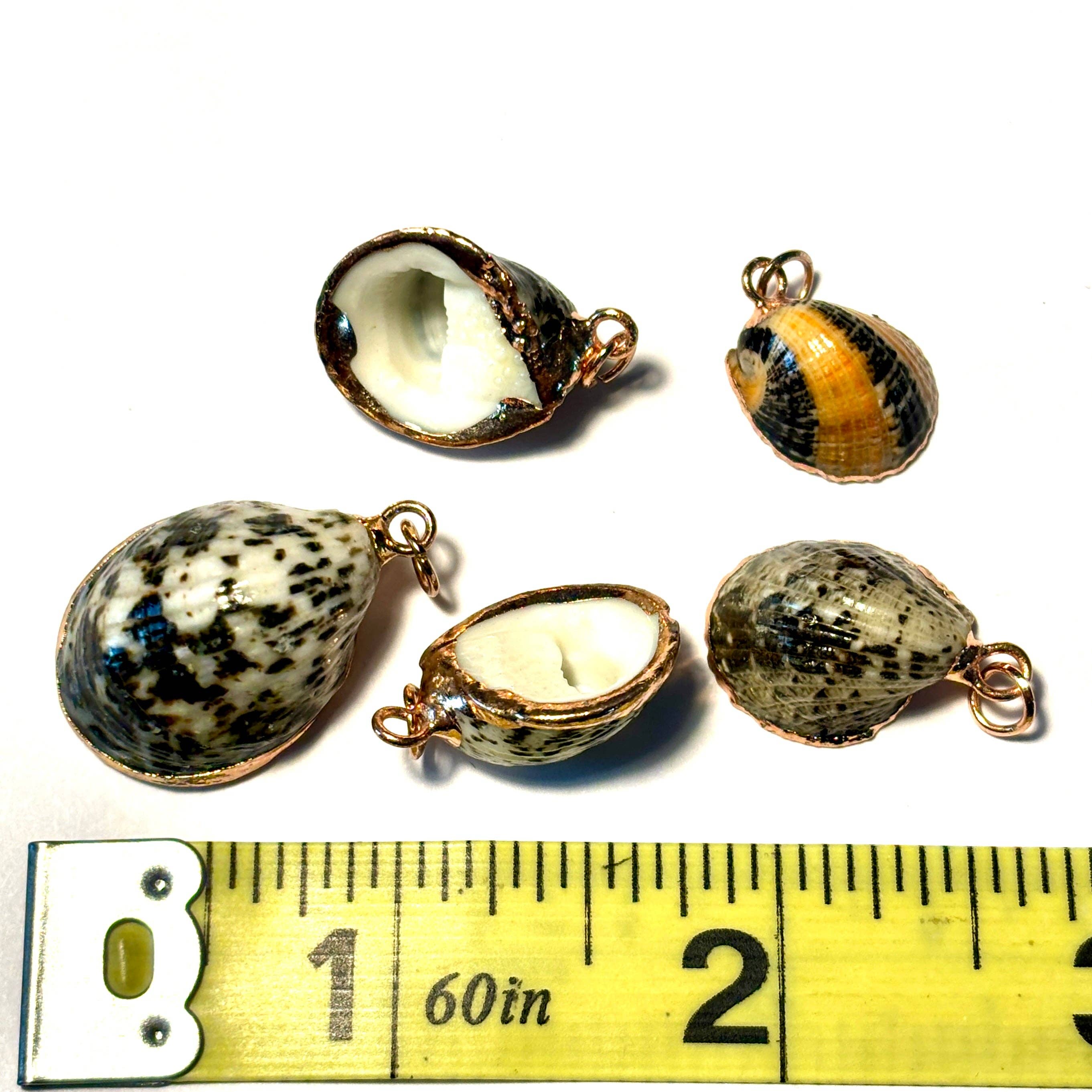 Limpet Shell Pendant